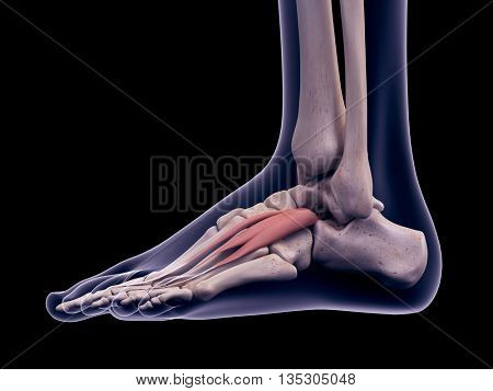 3d rendered, medically accurate illustration of the extensor digitorium brevis