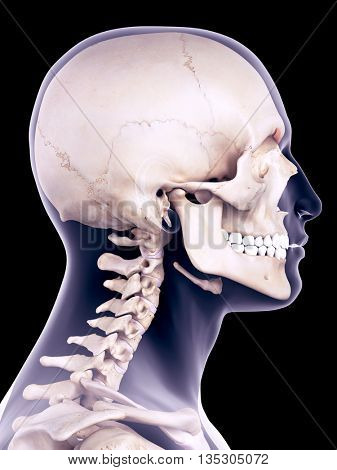 3d rendered, medical accurate illustration of the corrugator supercilii