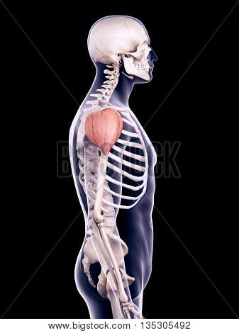 3d rendered, medically accurate illustration of the deltoid