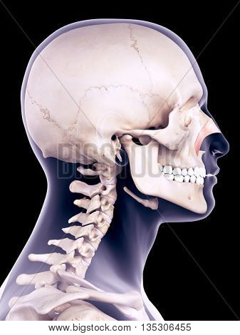 3d rendered, medically accurate illustration of the nasalis transverse