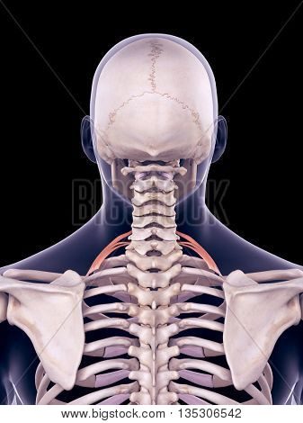 3d rendered, medically accurate illustration of the scalene posterior