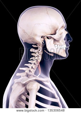 3d rendered, medically accurate illustration of the scalene anterior