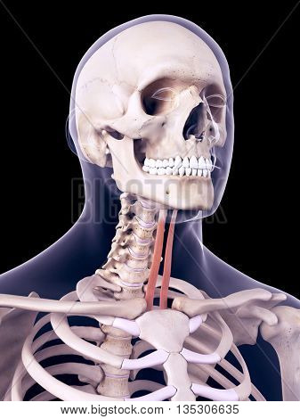 3d rendered, medically accurate illustration of the sternohyoid