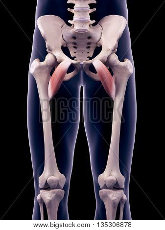 3d rendered, medically accurate illustration of the pectineus