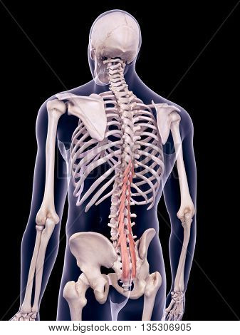 3d rendered, medically accurate illustration of the multifidus