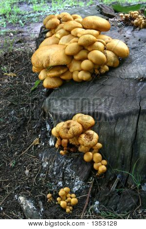 Hongos