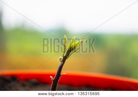 Macro of little sprout avocado Persea gratissima in a red flower pot on the window