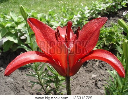 Hybrid lily 'Cherrywood' red flower on a sunny day.
