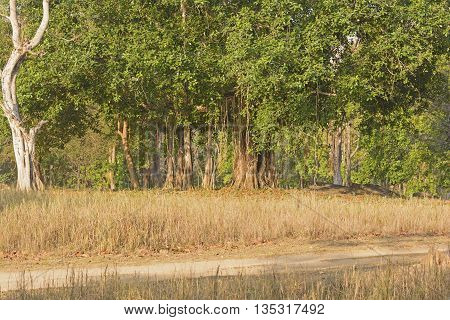 Banyan Tree Trunk Details in Kanha National Park in India