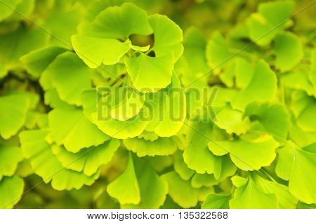 Green and yellow fall leaves of Gingko Biloba - healing plant, nature sunny background