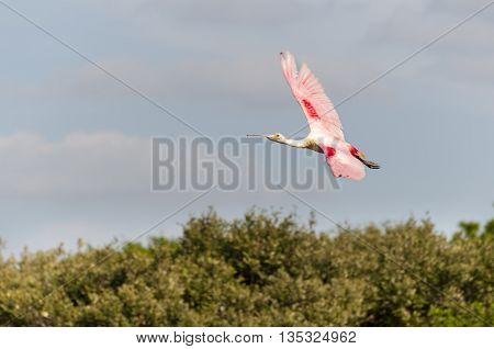 Colorful Roseate Spoonbill banking over mangrove trees