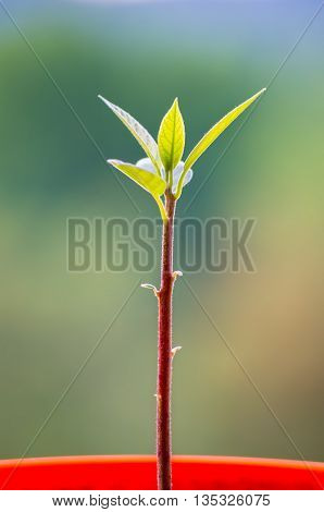 Macro of little sprout avocado Persea gratissima in a red flower pot on the window