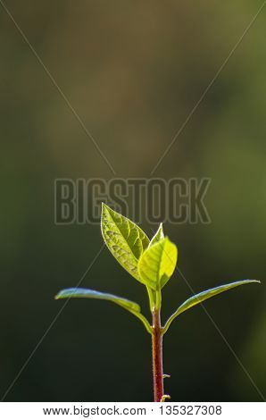 Macro of little sprout avocado Persea gratissima on the window