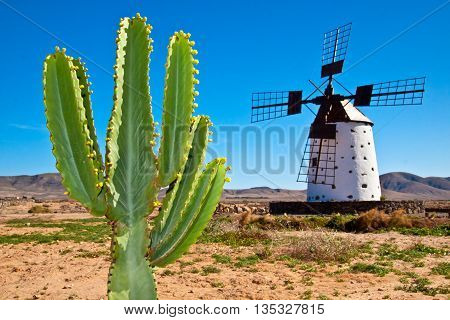 Cactus and the traditional stony windmill at the Fuertaventura