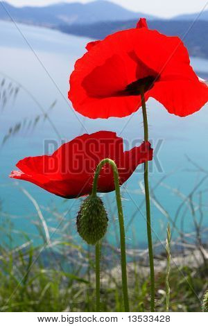 Poppy Field mit roten Blüten