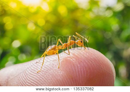 macro ant bite human finger in nature green background