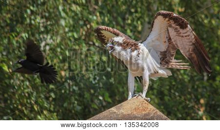 an osprey sitting on a rock with a blackbird flying around it trying to protect its nest