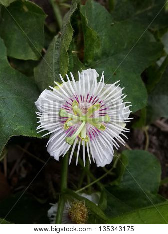 close up passiflora foetida flower in nature garden