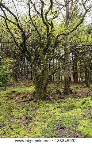 parasite plant living and plant growing  on trees in forest
