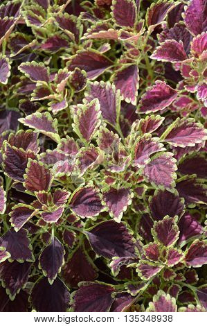 close up Solenostemon scutellaides plants in nature garden