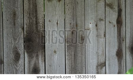 background tree  texture of the wooden fence gray-green color