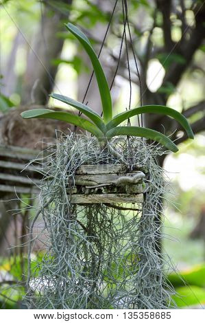 close up Tillandsia usneoides plants in nature garden