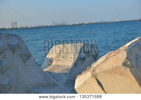 Close Up Of Breakwater Made Of Concrete Tetrapods In The Sunset, With The Calm Sea In Background. Se