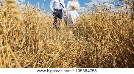 young beautiful wedding couple hugging in a field with grass eared. Retro colour