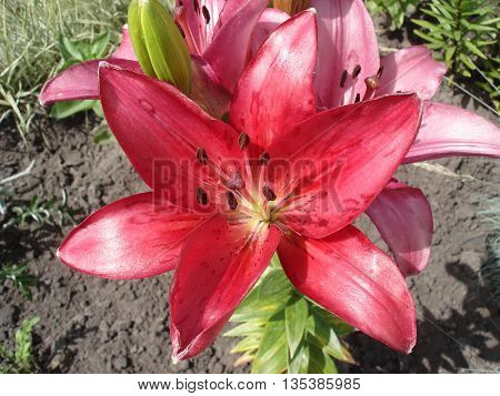 Hybrids liliy pink-red flowers and buds .