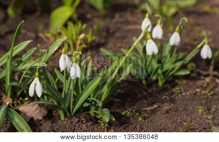 Spring snowdrop flowers blooming in sunny day