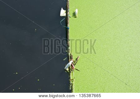 Duckweed natural and polluted water background, nature
