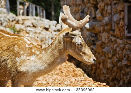 velvet young reindeer antlers on a blurred background