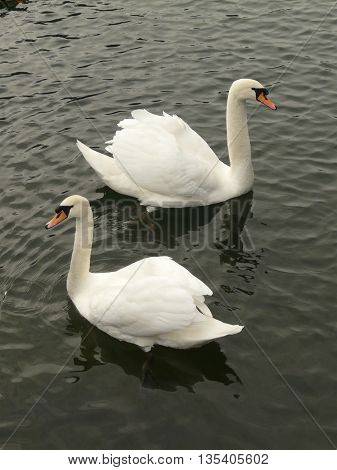 Two swans grouped in almost exact mirror symmetry