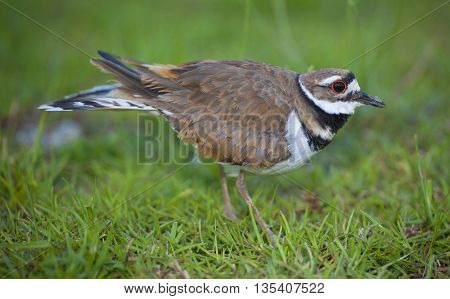 Killdeer staying between the photographer and its nest in the background