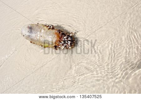 Sea shells with plastic bottle on the beach Thailand