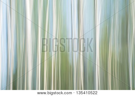 ICM shot of birch wood with some blue sky shining through