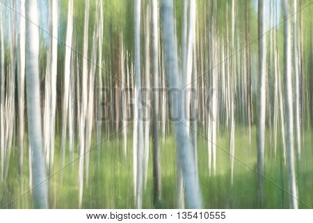 ICM shot of birch wood with some blue sky shining through
