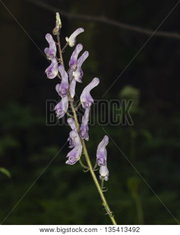 Northern wolfsbane Aconitum lycoctonum flowers on stem macro selective focus shallow DOF