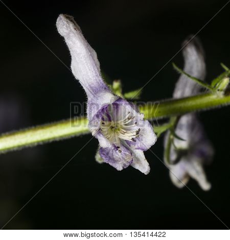 Northern wolfsbane Aconitum lycoctonum bursting flower macro selective focus shallow DOF