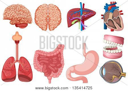 Set of human anatomy illustration