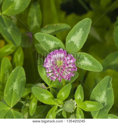 Flowers and leaves of Red Clover Trifolium pratense with bokeh background macro selective focus shallow DOF