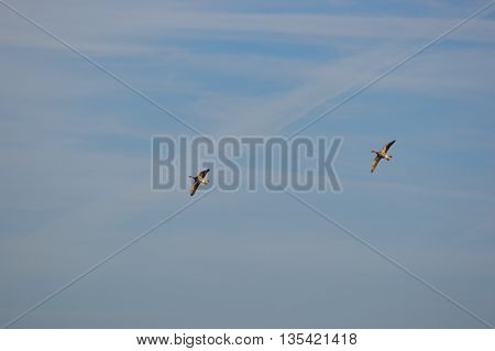 Couple mallard ducks flying over with wings spread