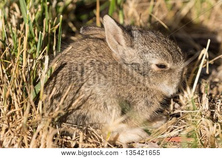 a cute little baby cottontail rabbit in Arizona