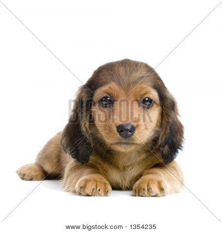  ลูกสุนัข dachshund