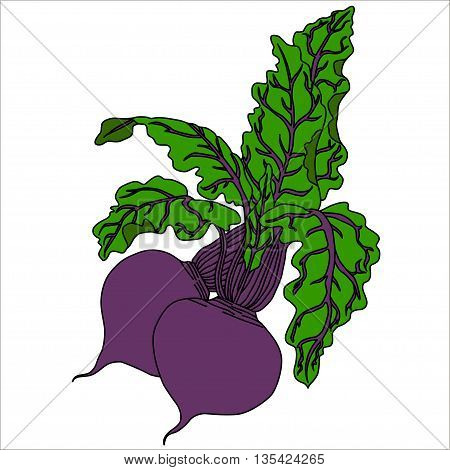 Beetroot Isolated on White. Flat Design Style. Vector illustration. Cartoon vector Illustration.