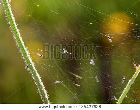 picture of a various incsects caught in a spiders web.