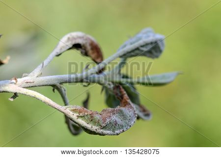 picture of an apple leaves infected and damaged by fungus disease powdery mildew