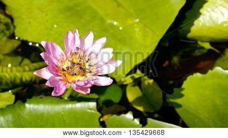 Close Up And Blury Background Honey Bee Flying And Bees Collecting Pollen In Deep Of Colorful Bloomi