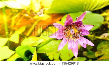Close Up And Blur Background Morning Tone Honey Bee Flying And Bees Collecting Pollen In Deep Of Col