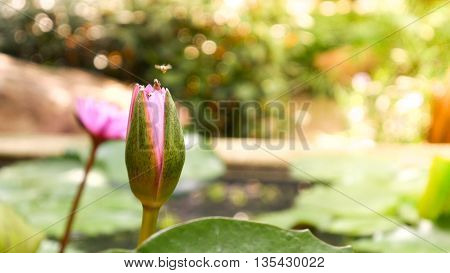 Close Up And Blur Background Morning Tone Honey Bee Flying And Bees Collecting Pollen In Deep Of Col